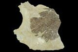 Ordovician Graptolite (Dictyonema) - Fillmore Formation, Utah #95475-1